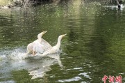 占卜分析吉林：罕见白鸬鹚连续两年“故地重游”